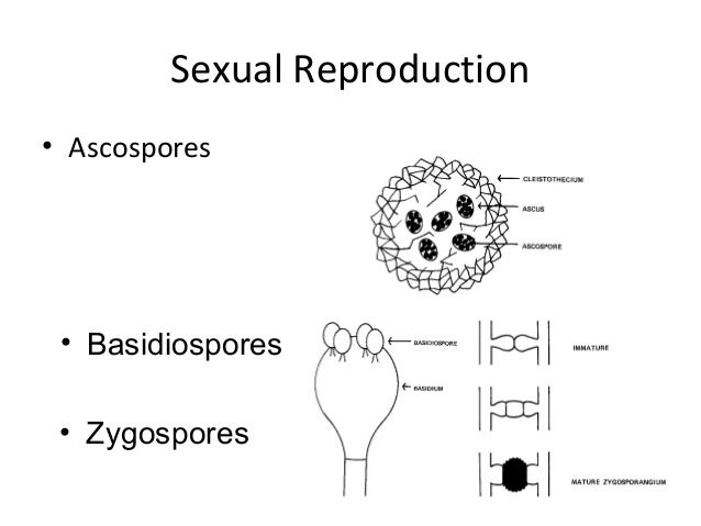sexual spores mushrooms Grannys licks ass